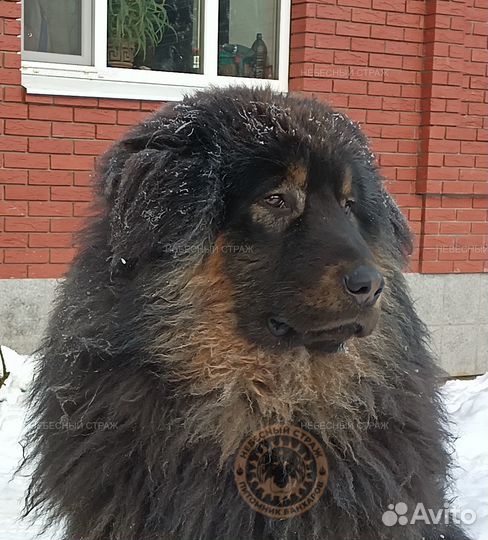 Щенки настоящих монгольских банхаров