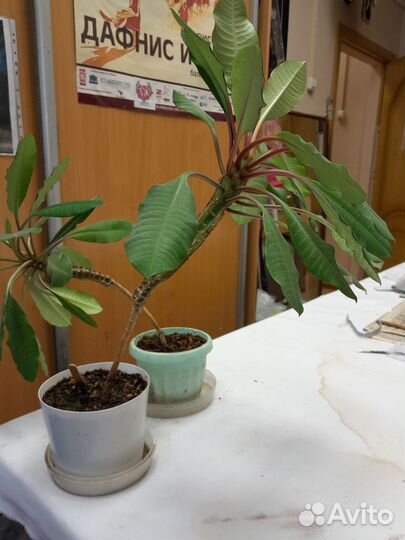 Молочай гребенчатый