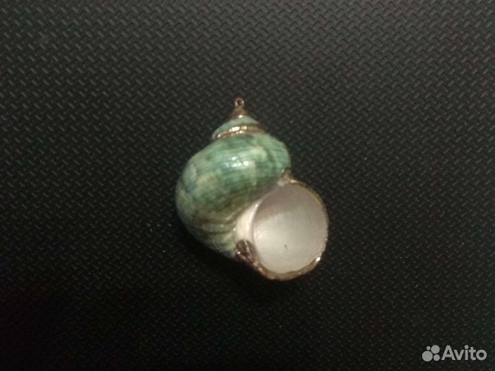 Ракушки Турбо интеркосталис Арка пеанут