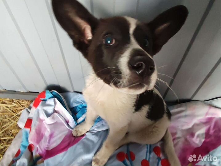 Щенки мальчики в добрые руки бесплатно