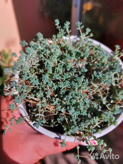 Седум, суккулент