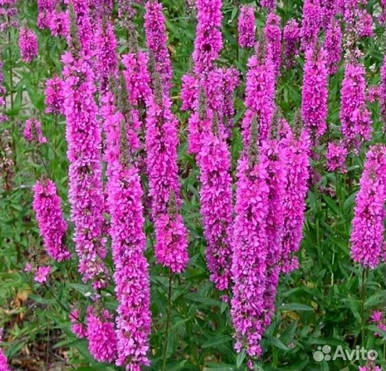 Дербенник иволистый