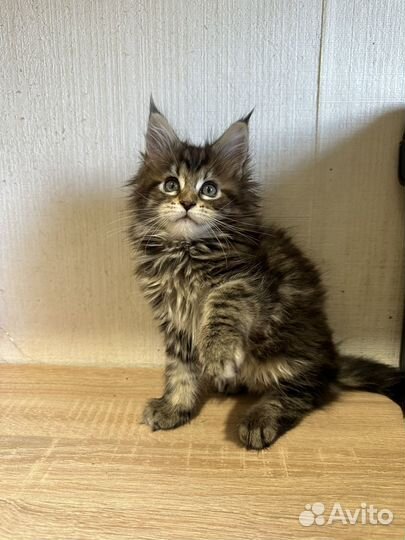 Котята Мейн-кун