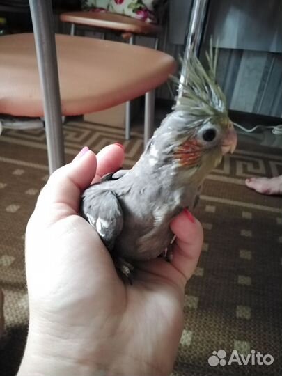 Попугай