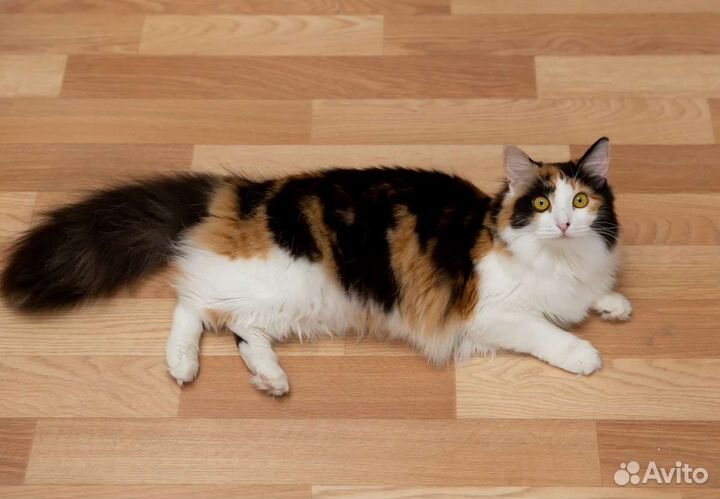 Милашка ищет дом