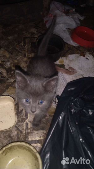 Котята в добрые руки бесплатно