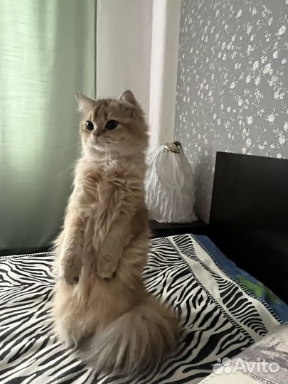 Вязка