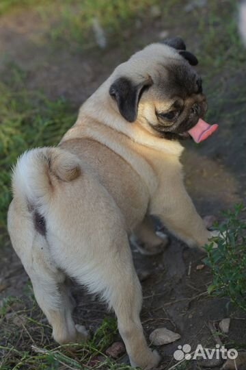 Мопсодевчонки