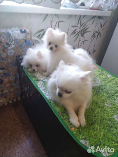 Девочки Померашки
