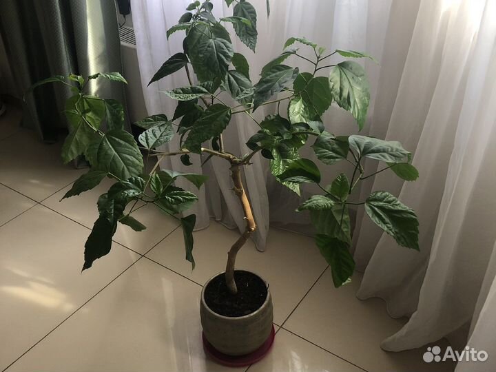 Гибискус махровый красный