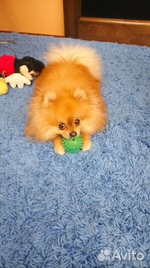 Мини шпиц вязка