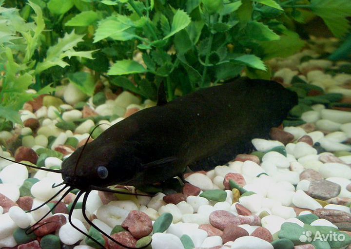 Аквариумные рыбки сомики