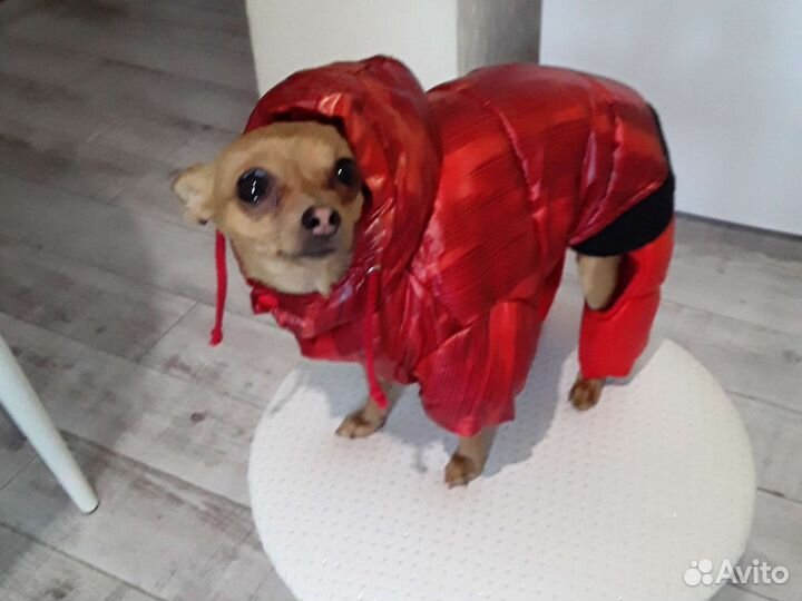 Одежда для маленьких собак