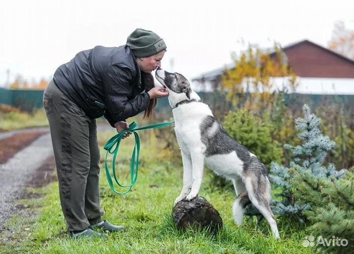 Собака в добрые руки