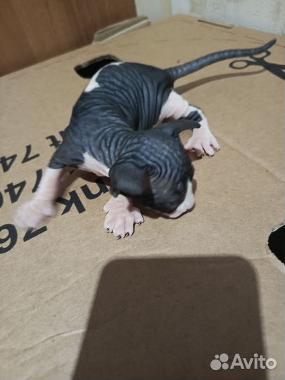 Канадский сфинкс, котята