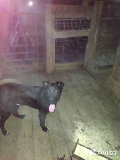 Отдам в добрые руки