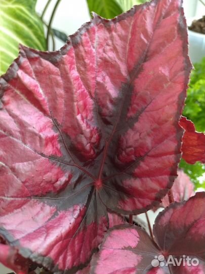 Бегония (детки)