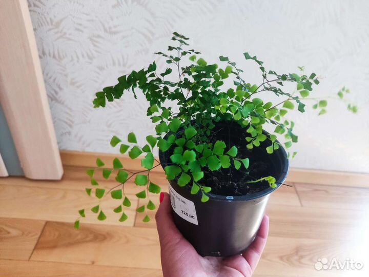 Адиантум венерин волос