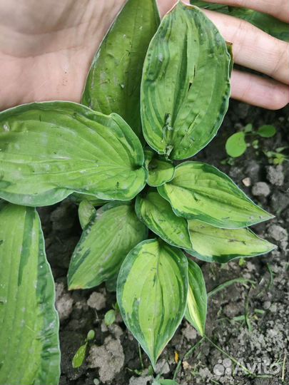 Хоста альбопикта