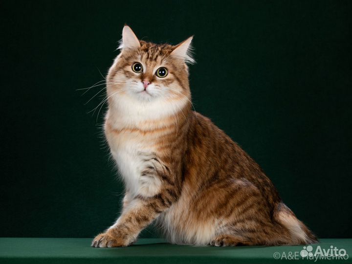 Курильский бобтейл на вязку