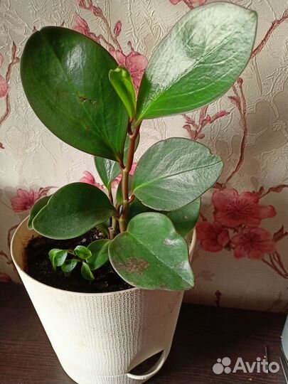 Комнатные растения, взрослые и саженцы