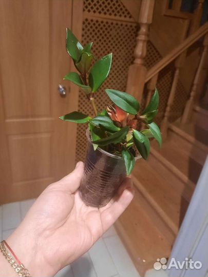 Нематантус (золотые рыбки)