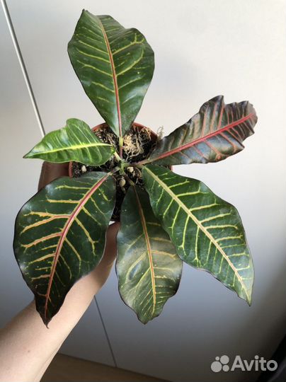 Кротон мамми