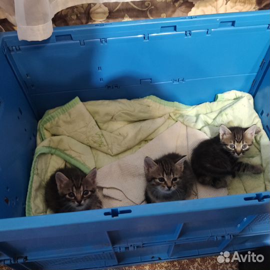 Котята