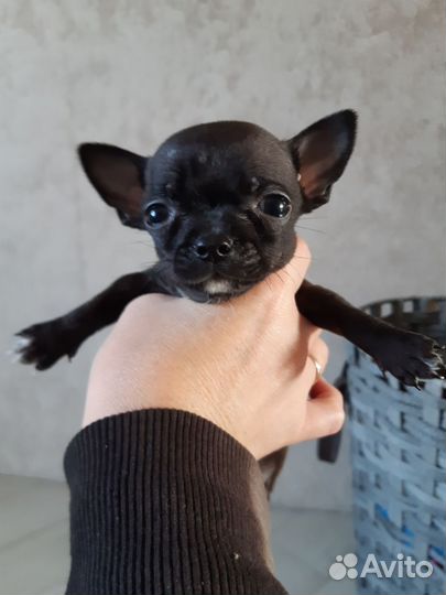 Щенки чихуахуа