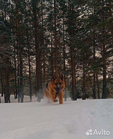 Вязка. Кобель. Развязан