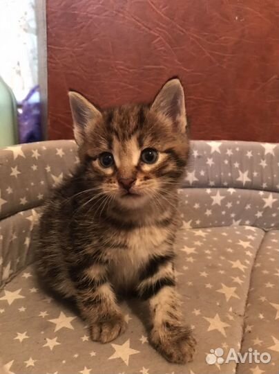 Котята