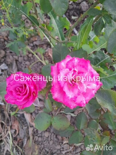 Роза розовый пион