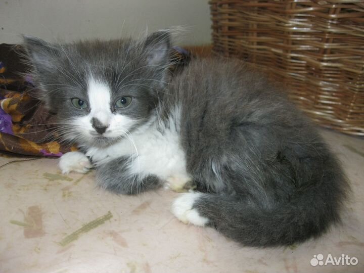 Котята в добрые руки бесплатно - Оршин монастырь