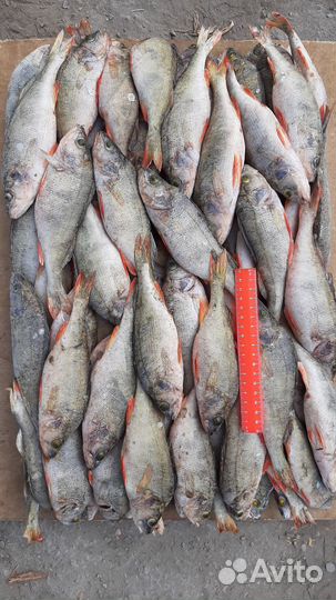 Рыба (окунь)