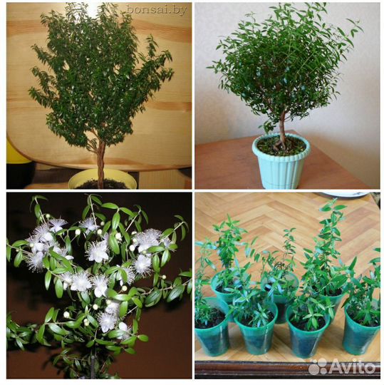 Мирт дерево здоровья и благополучия