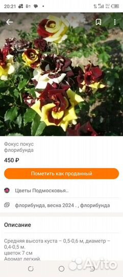 Саженцы роз