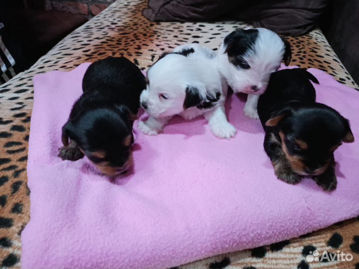 Йоркширский терьер щенки