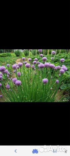 Цветы, декоративные деревья