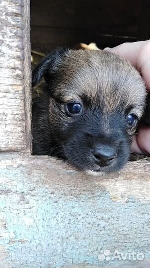 Отдам щенков