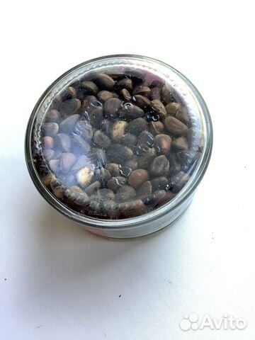 Кедровый орех (прошлогодние)