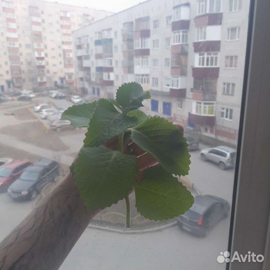 Комнатные растения