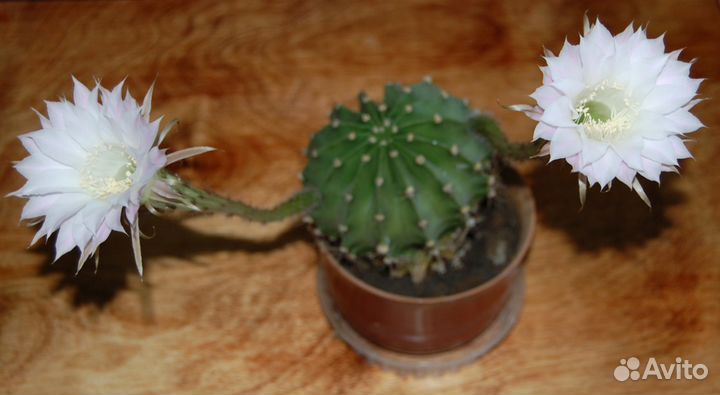 Фикусы, пальму и др