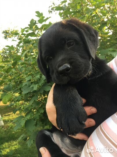 Щенки лабрадора