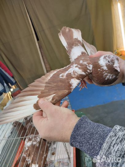 Чили бойные,красные, черные,ореховые