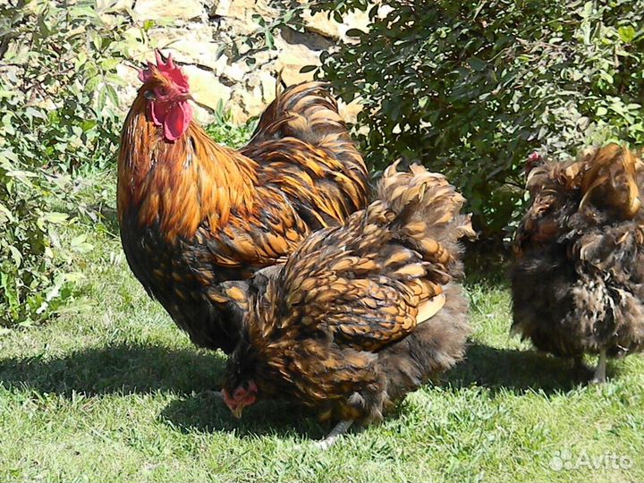 Петухи брама,кохинхин, орпингтон
