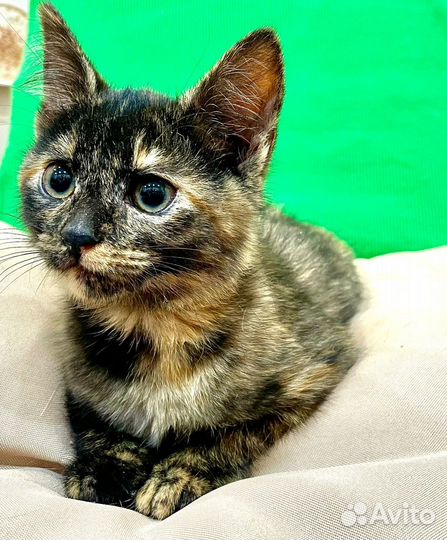 Кошка в дар бесплатно