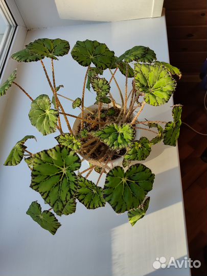 Продам бегонию