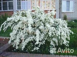 Спирея не укрывная