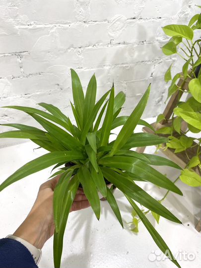 Хлорофитум Лемон 30 см