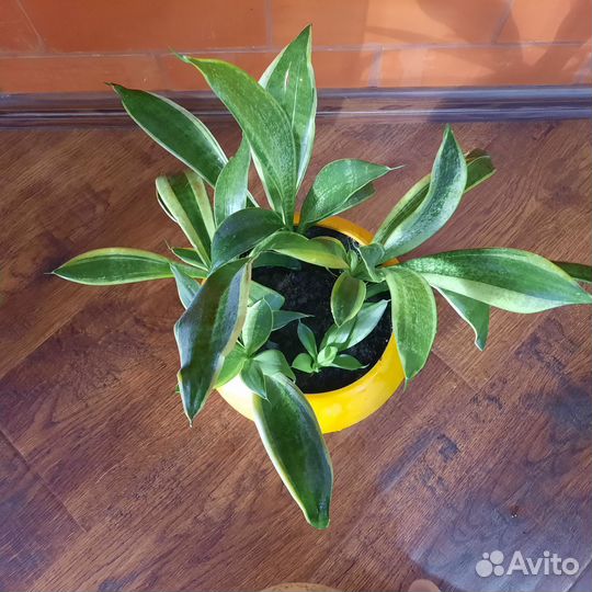 Сансевиерия сортовая